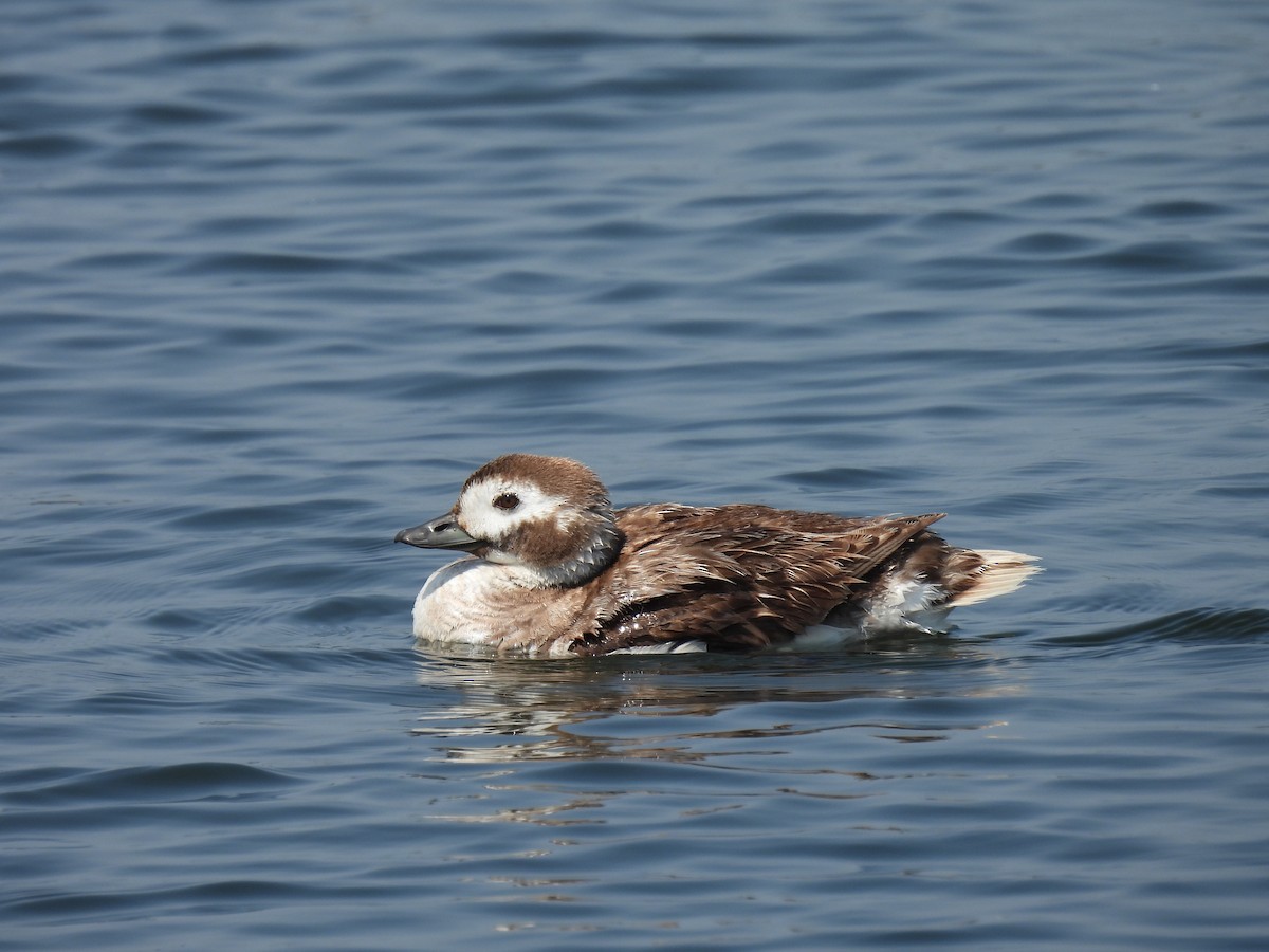 Long-tailed Duck - ML586477881