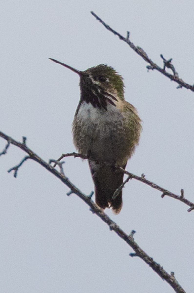 Calliope Hummingbird - ML586477931