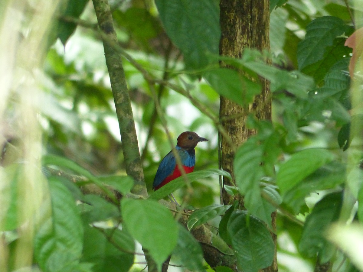 Mavi Yakalı Pitta [erythrogaster grubu] - ML586477981