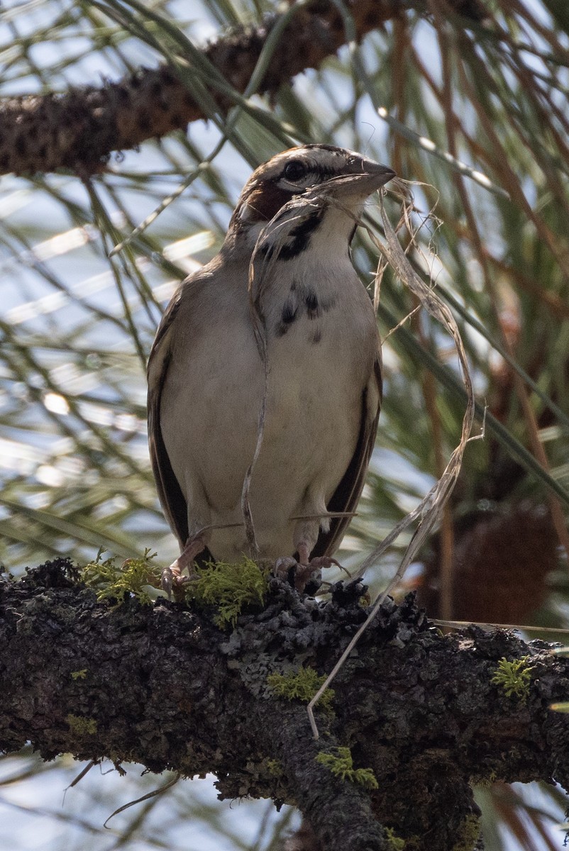 Lark Sparrow - ML586478041
