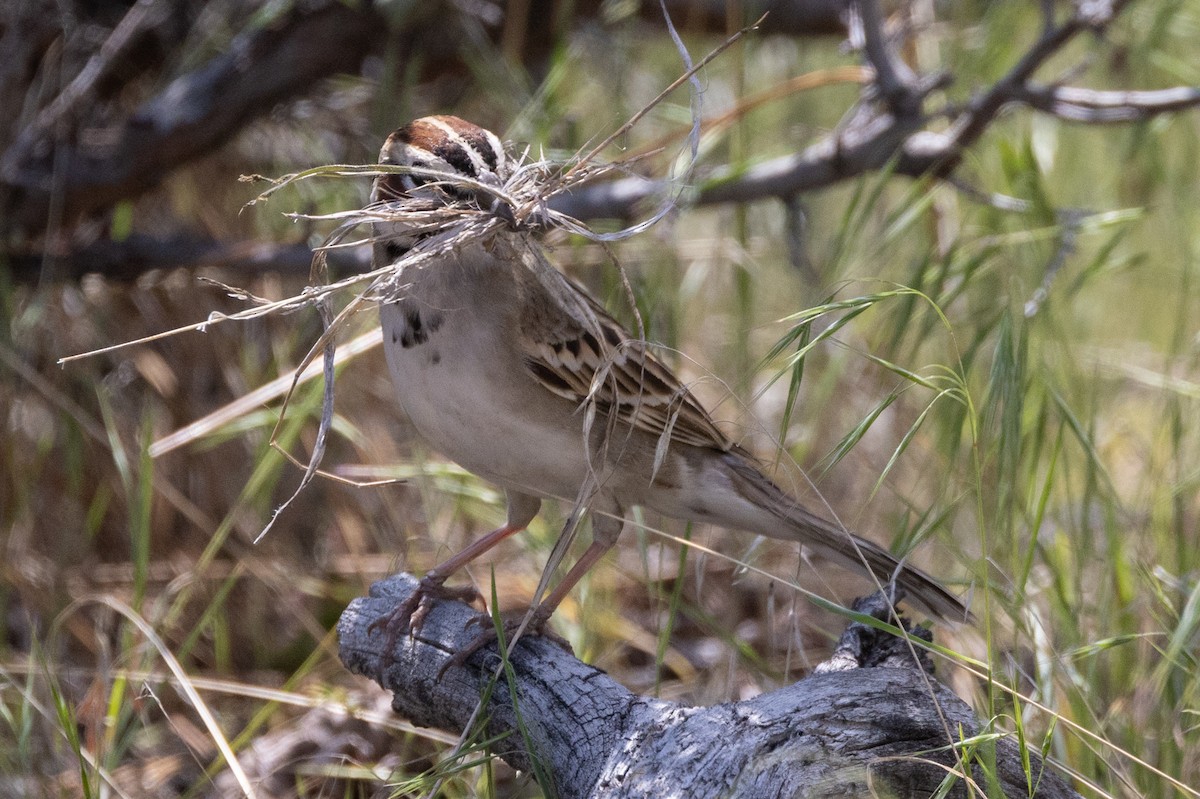 Lark Sparrow - ML586478051