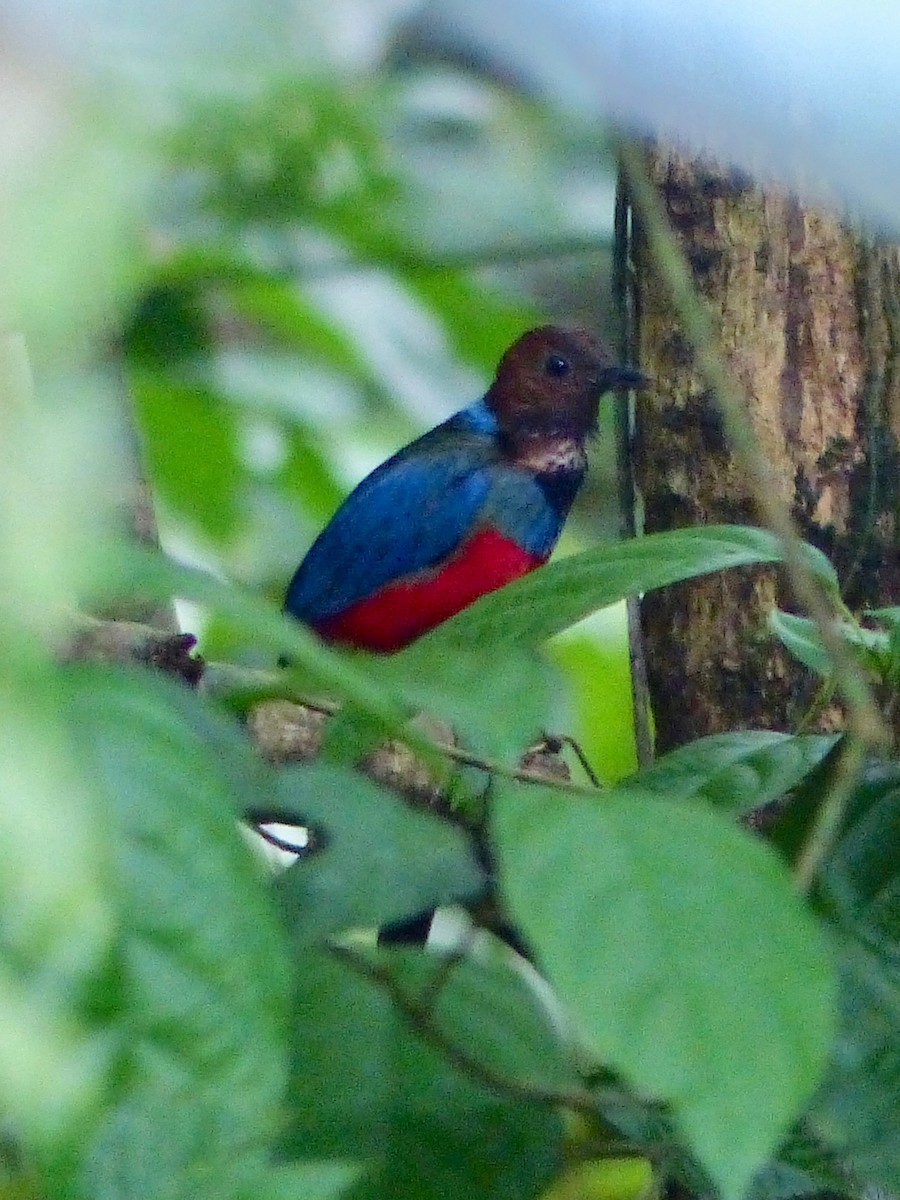 Pita Ventrirroja (grupo erythrogaster) - ML586478061