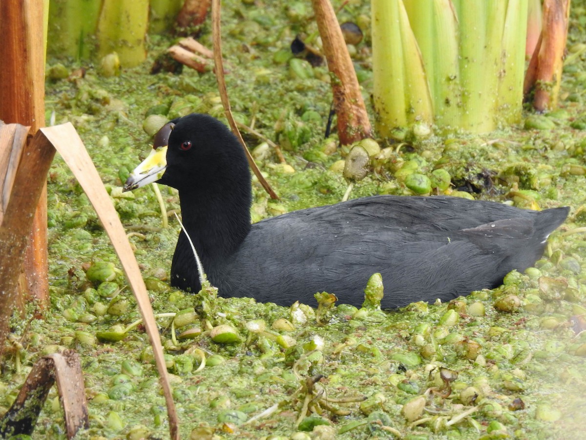 American Coot - ML586478261