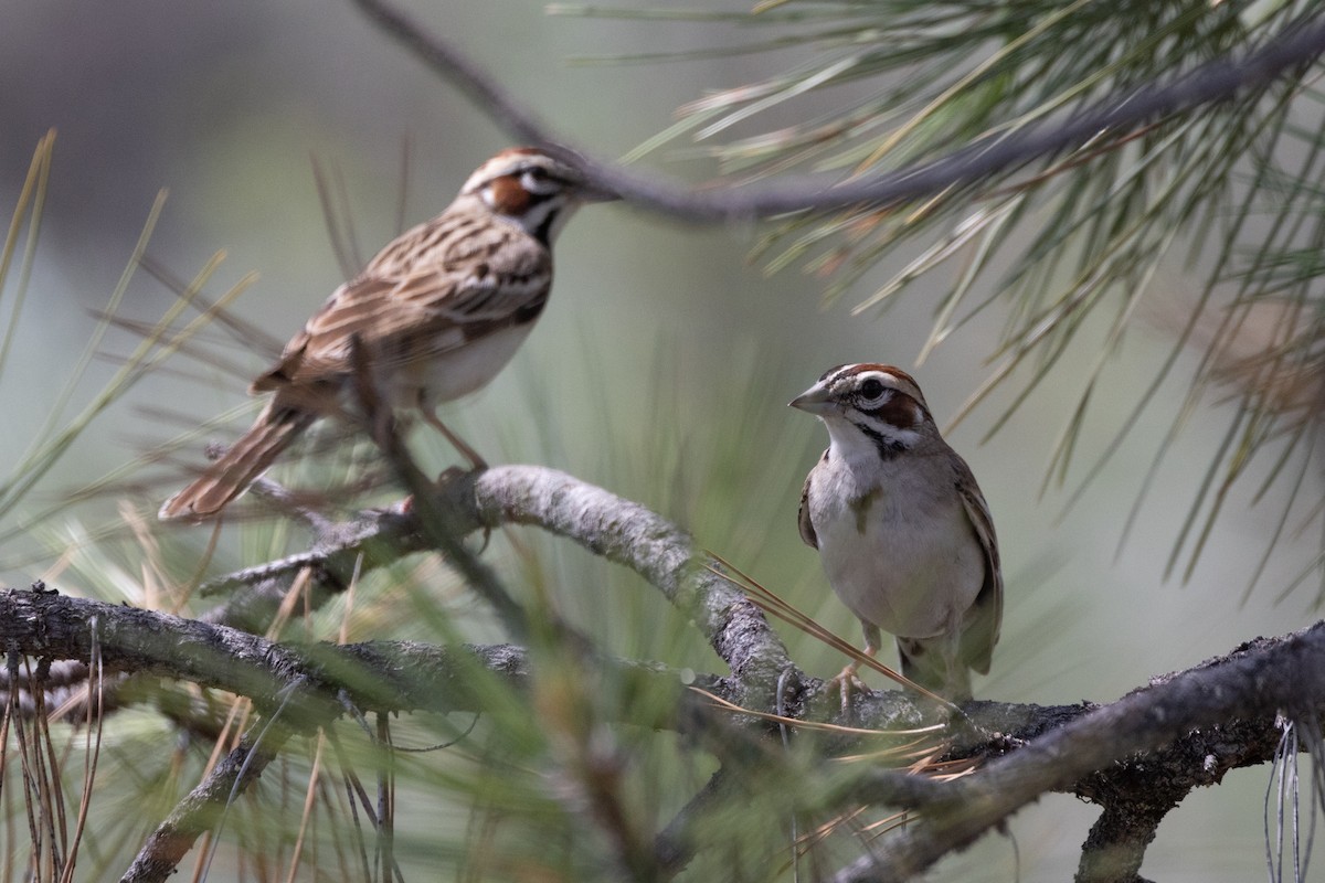 Lark Sparrow - ML586478371