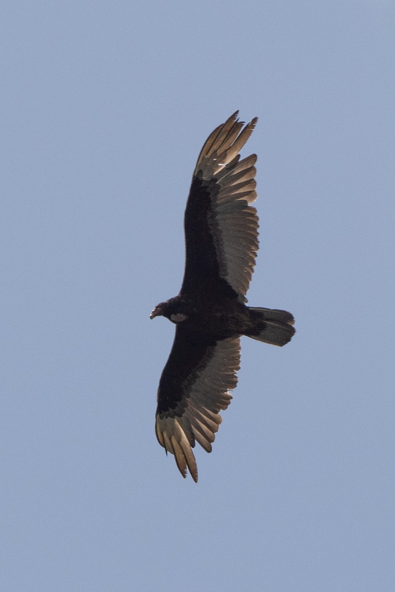 Turkey Vulture - ML586478441