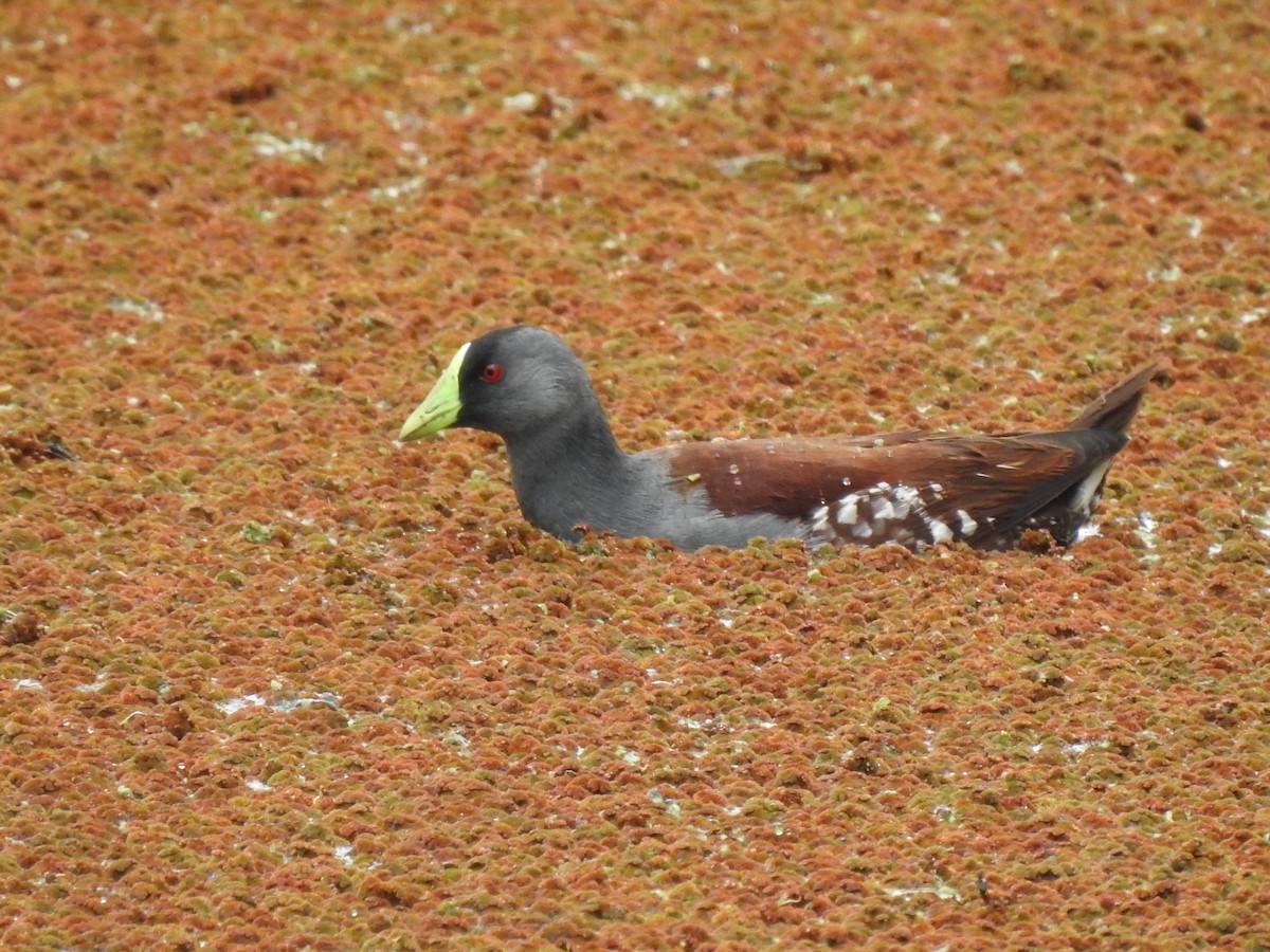 Gallinule à face noire - ML586478531