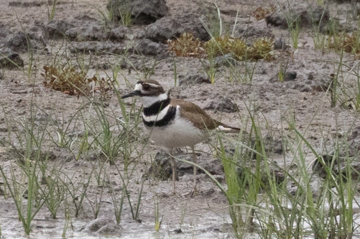 Killdeer - ML586478591