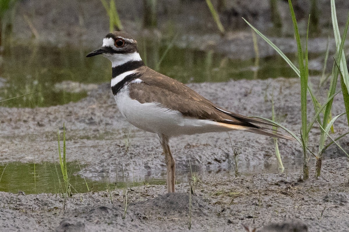 Killdeer - ML586478601