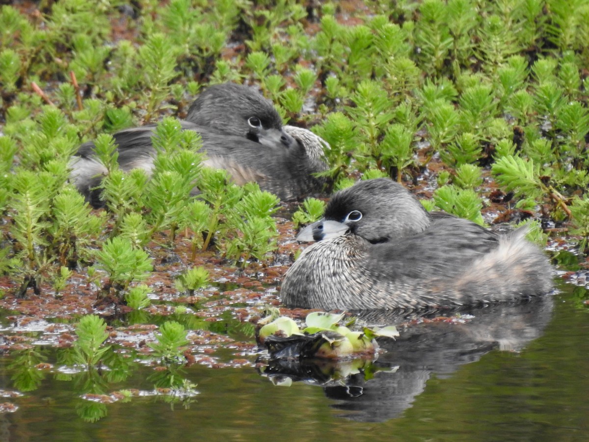 Pied-billed Grebe - ML586478651