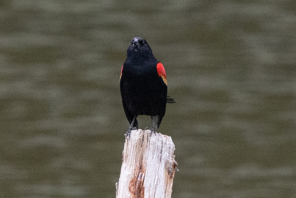 Red-winged Blackbird - ML586478661
