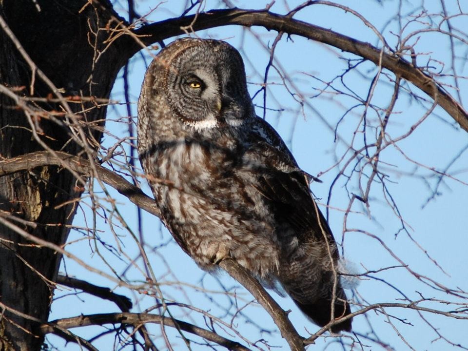 Great Gray Owl - ML58647881