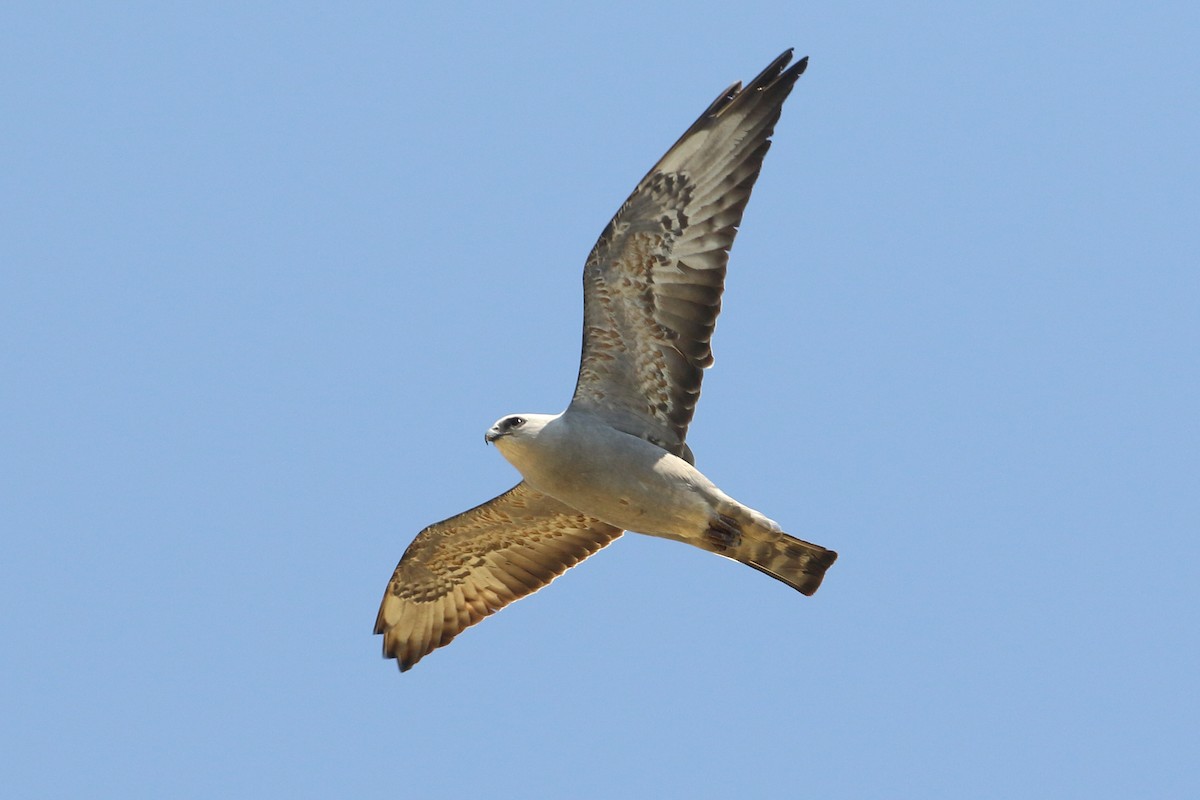 Mississippi Kite - Dustin Welch