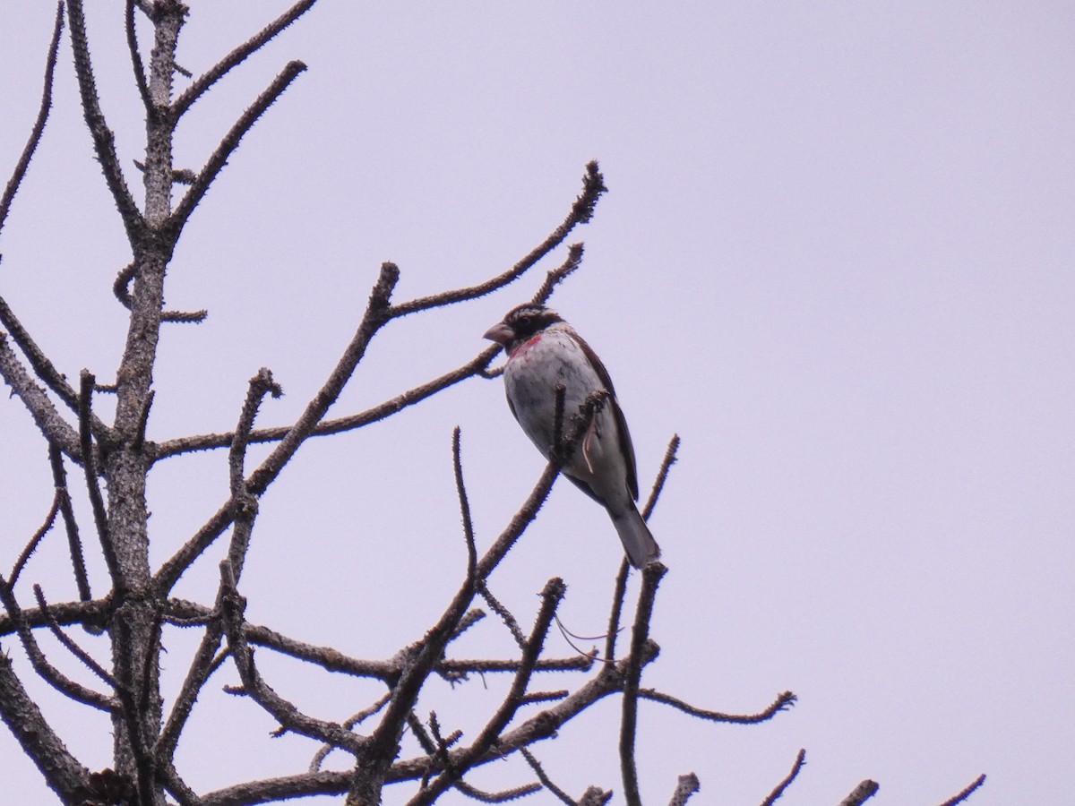 Rose-breasted Grosbeak - ML586479771