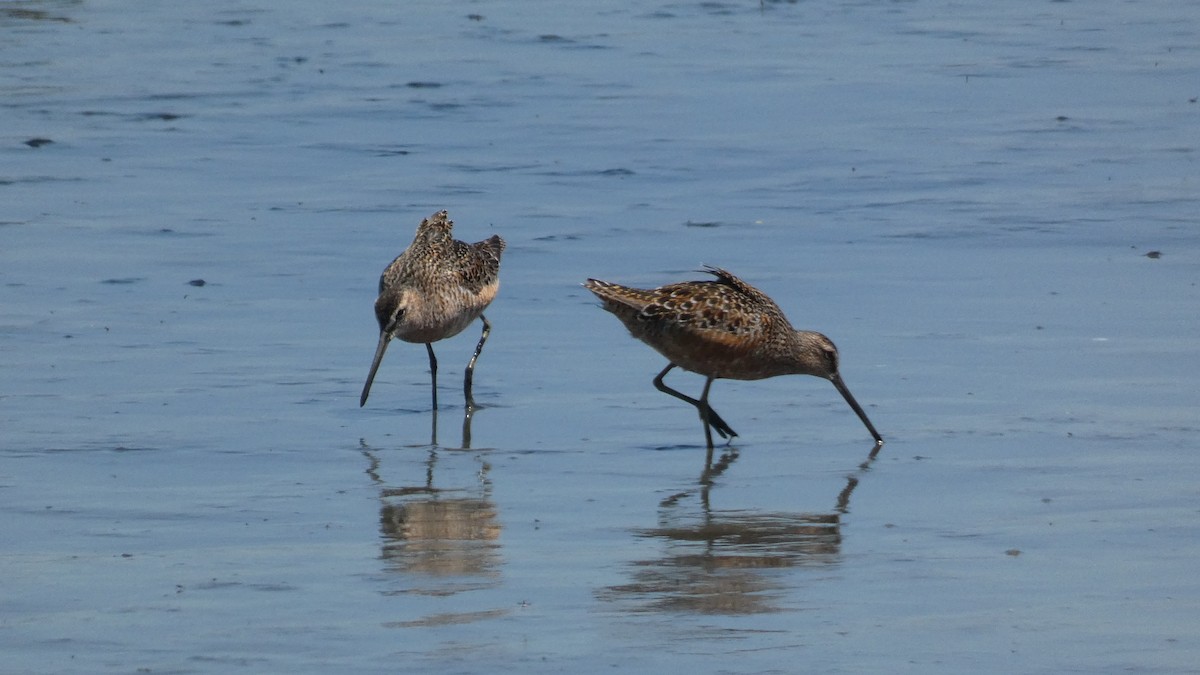 Long-billed Dowitcher - ML586480641