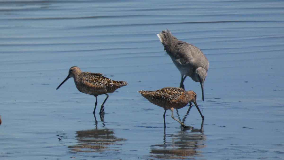 Long-billed Dowitcher - ML586480651