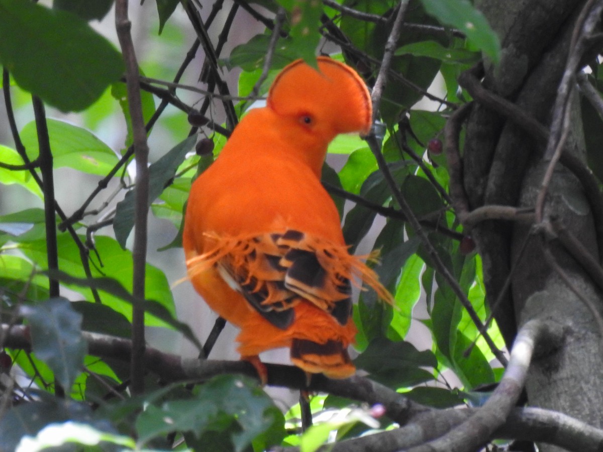 Guianan Cock-of-the-rock - ML586481451