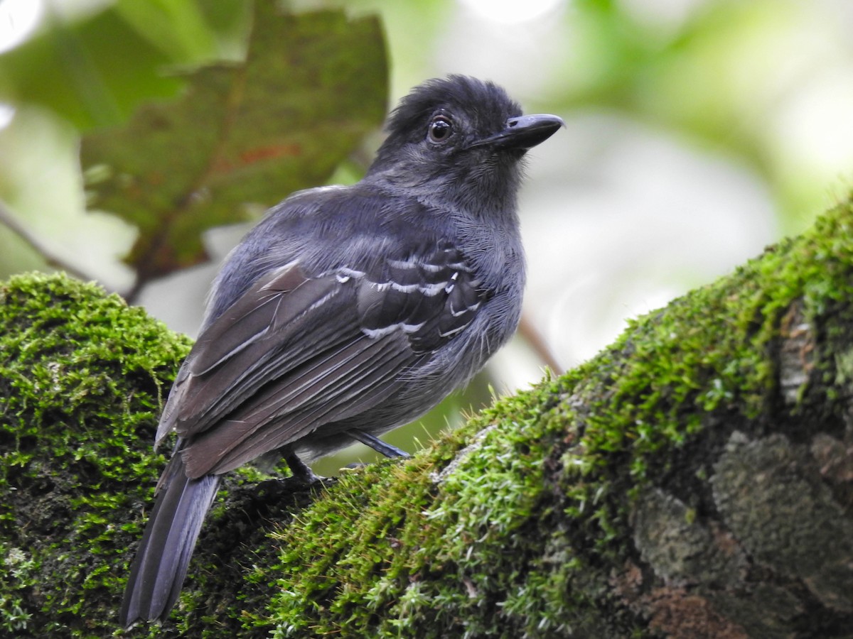 Blackish-gray Antshrike - ML586481971