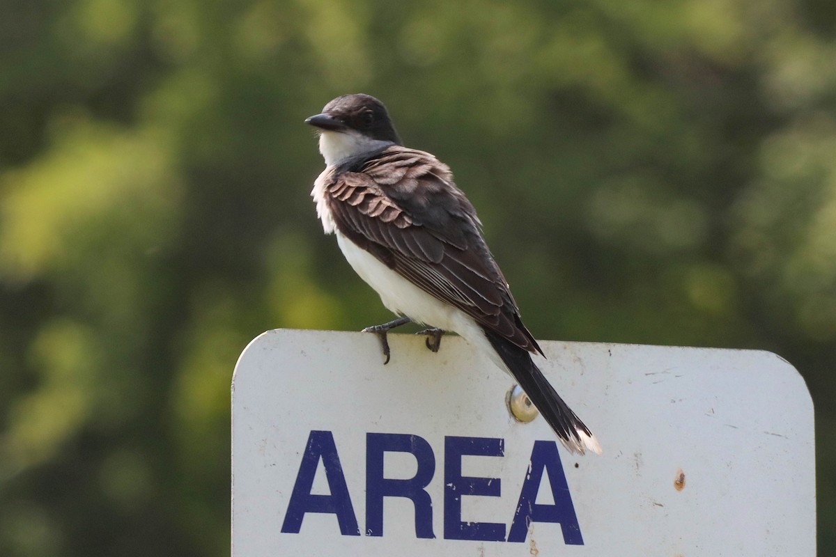 Eastern Kingbird - ML586482321