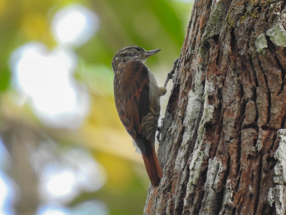 Slender-billed Xenops - ML586482481