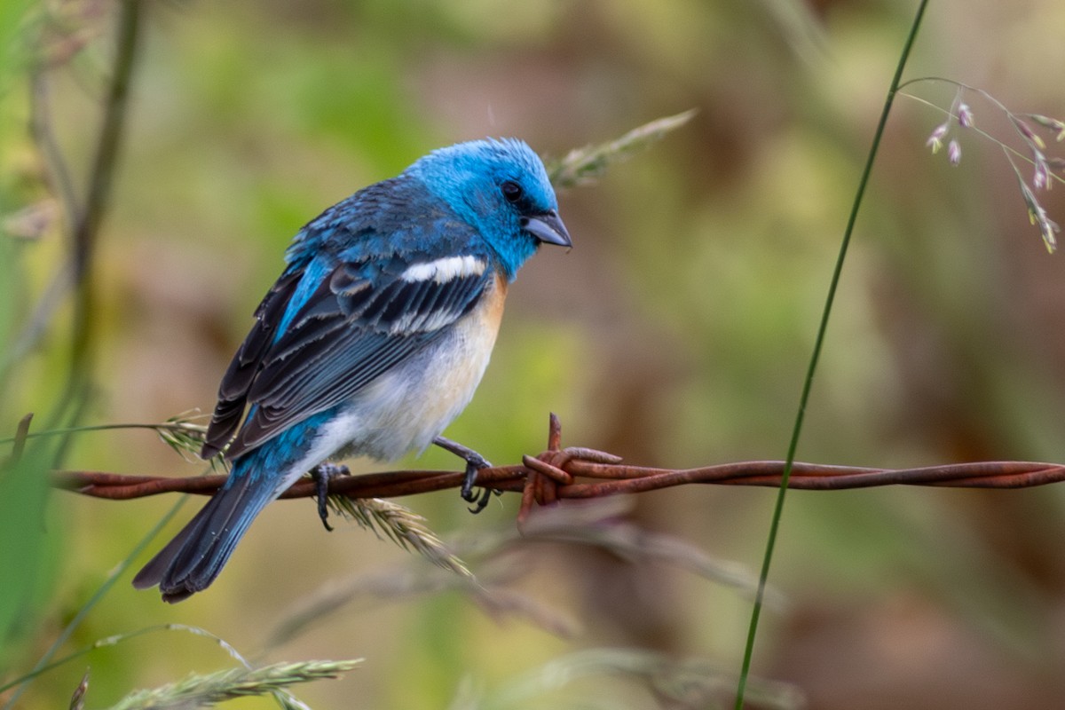 Lazuli Bunting - ML586483051