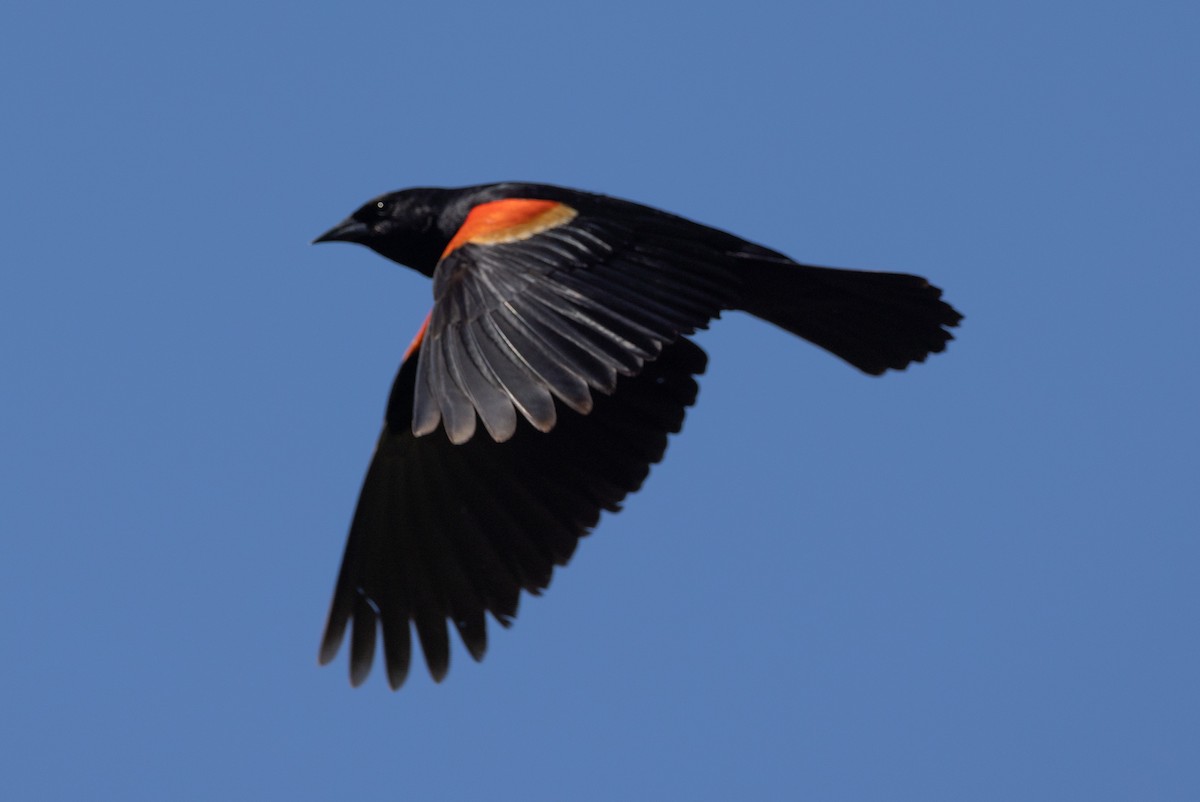 Red-winged Blackbird - ML586483351