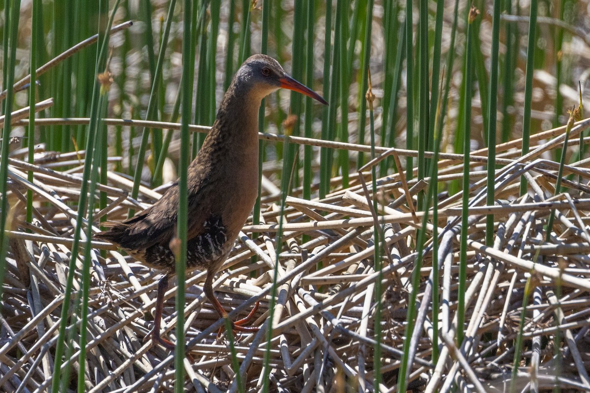 Virginia Rail - ML586483651