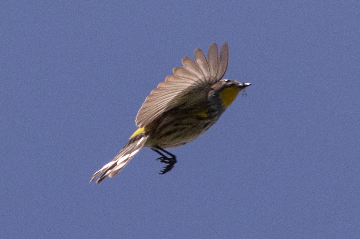 Yellow-rumped Warbler (Audubon's) - ML586483711