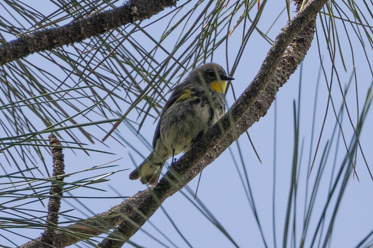 Yellow-rumped Warbler (Audubon's) - ML586483721