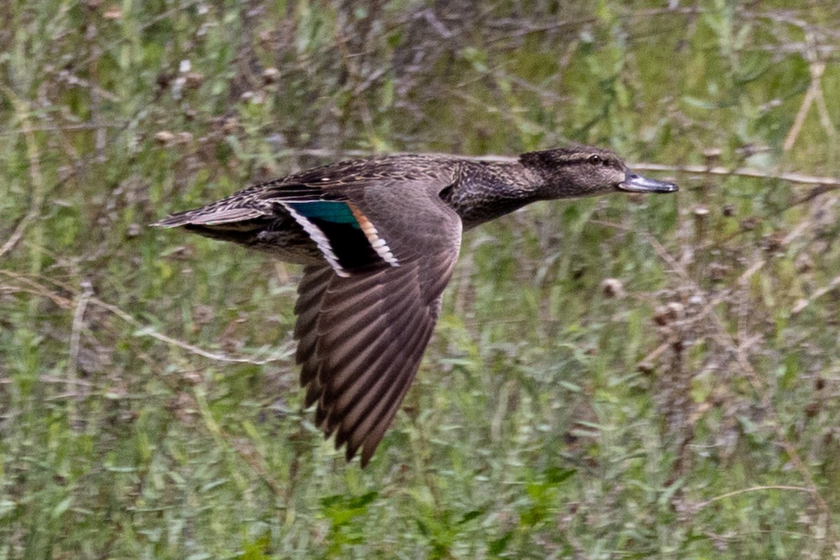 Green-winged Teal - ML586483821