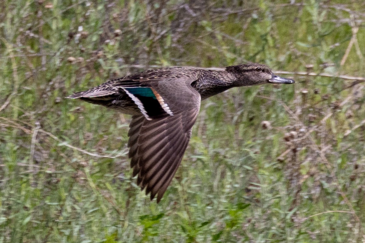 Green-winged Teal - John Reynolds