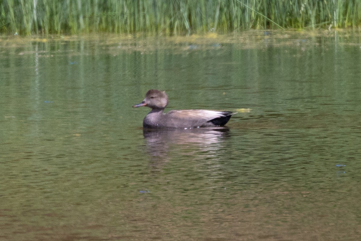 Gadwall - John Reynolds