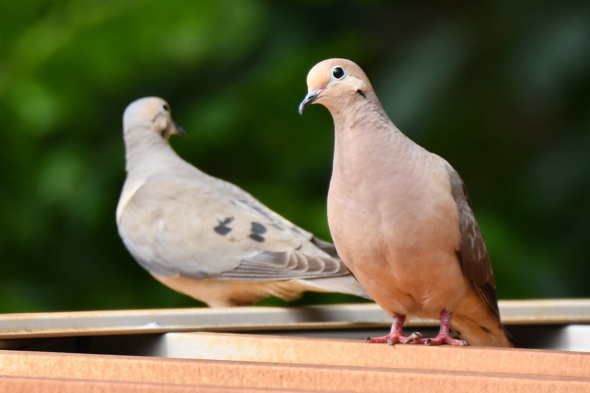 Mourning Dove - ML586484391