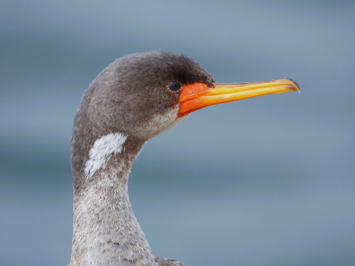 Red-legged Cormorant - ML586484611