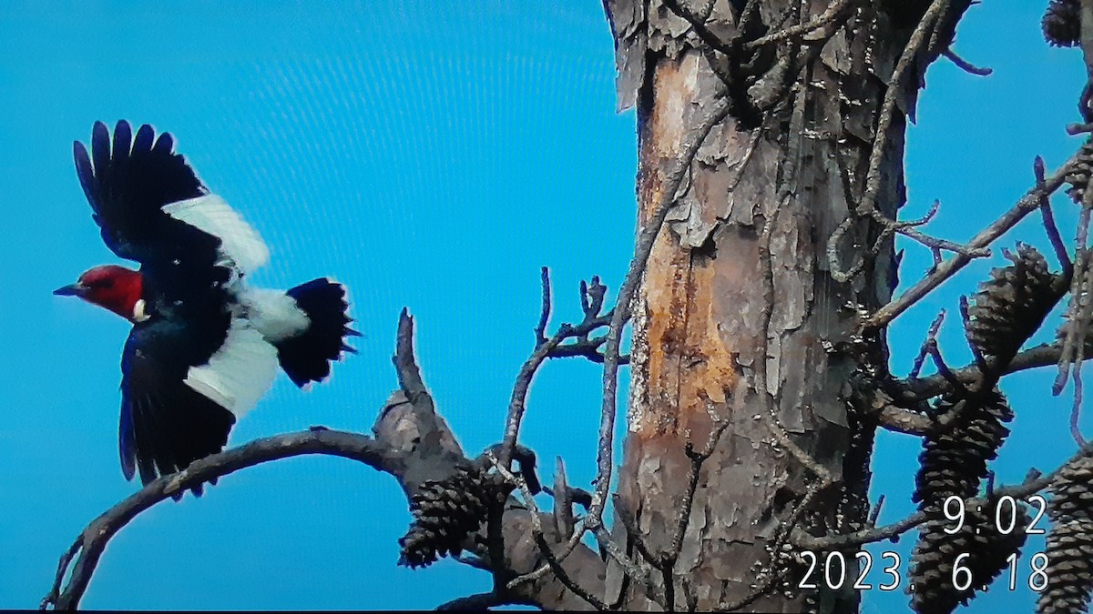 Red-headed Woodpecker - ML586484701