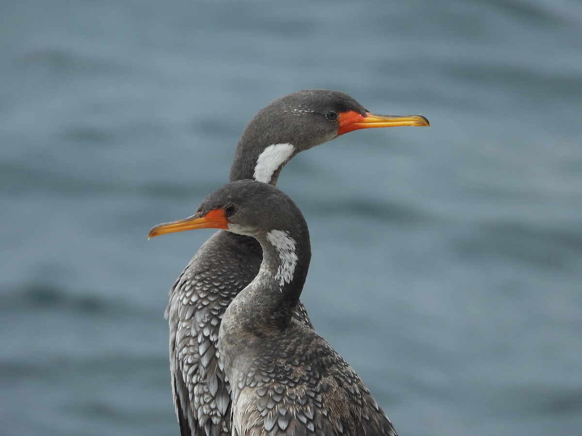 Red-legged Cormorant - ML586484821