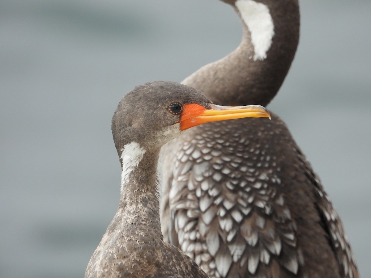 Red-legged Cormorant - ML586484901