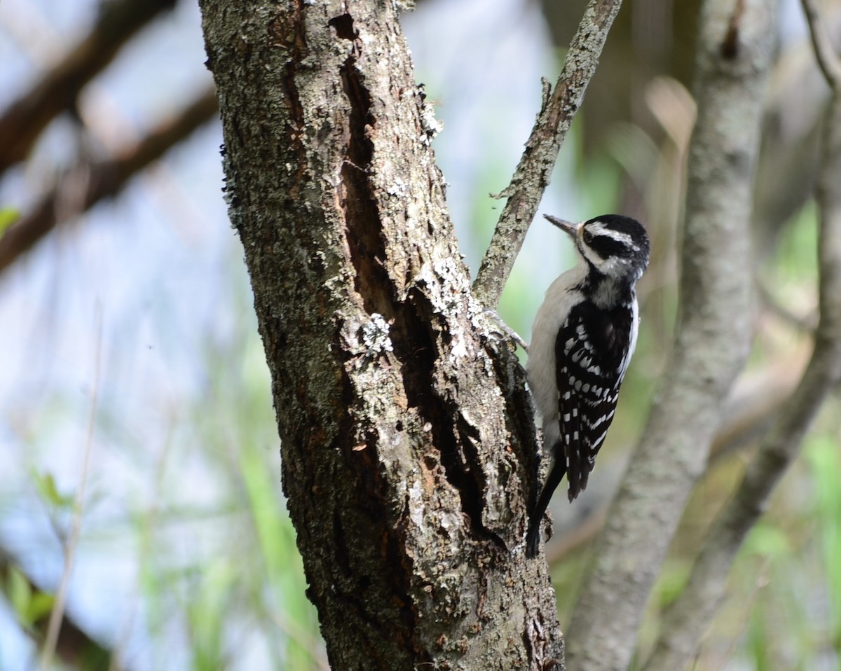 Hairy Woodpecker - ML58648511