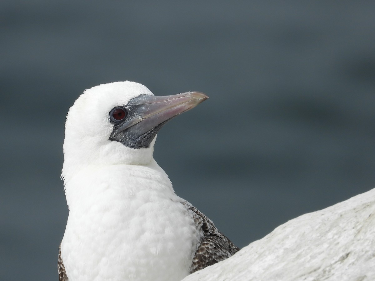 Peruvian Booby - ML586485161