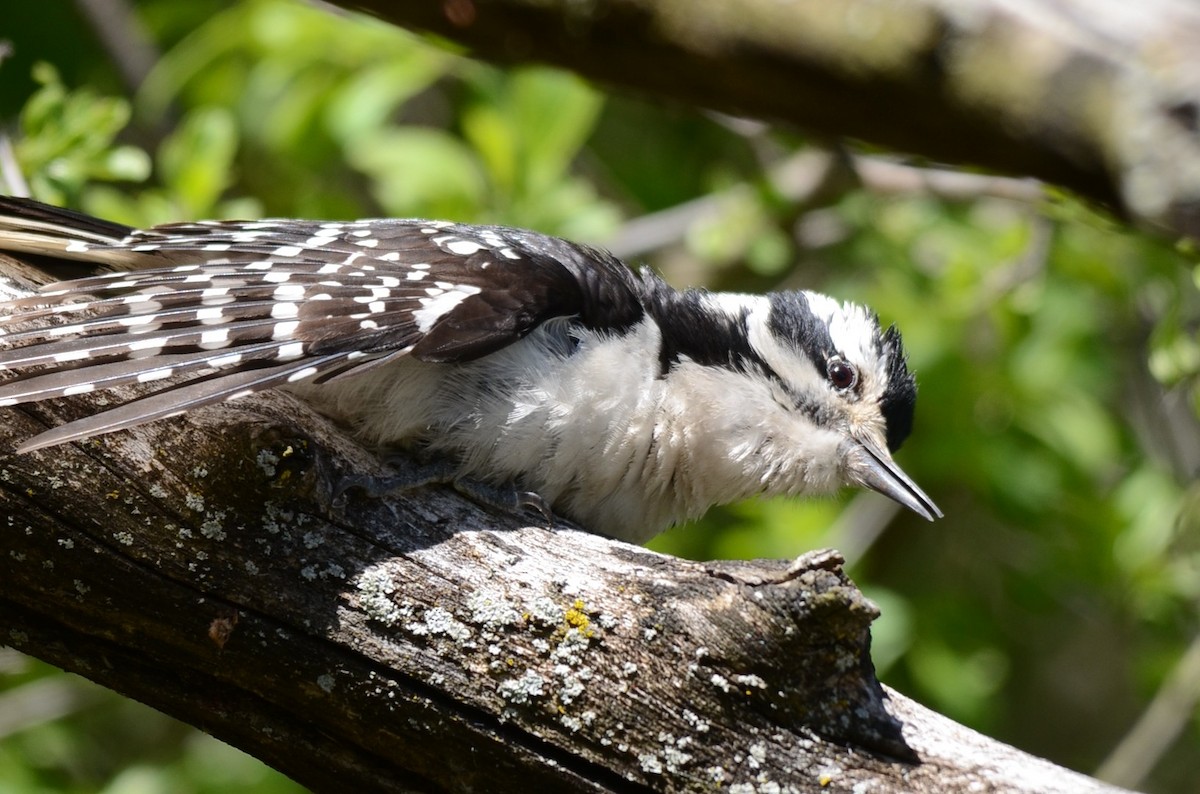 Hairy Woodpecker - ML58648521