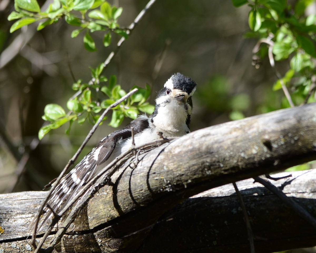 Hairy Woodpecker - ML58648531