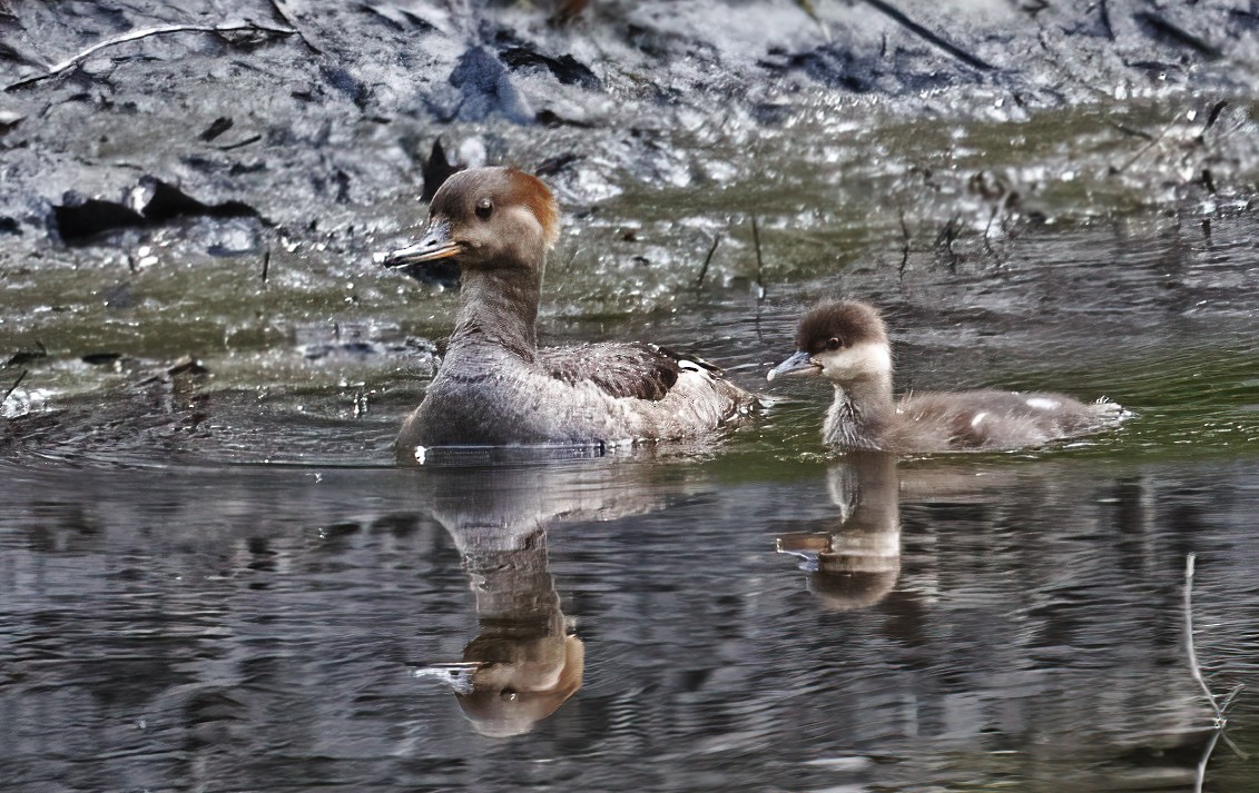 Hooded Merganser - ML586485371