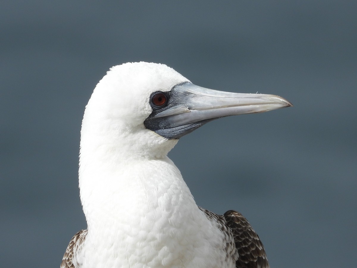 Peruvian Booby - ML586485411