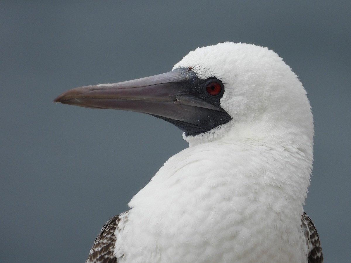 Peruvian Booby - ML586485511