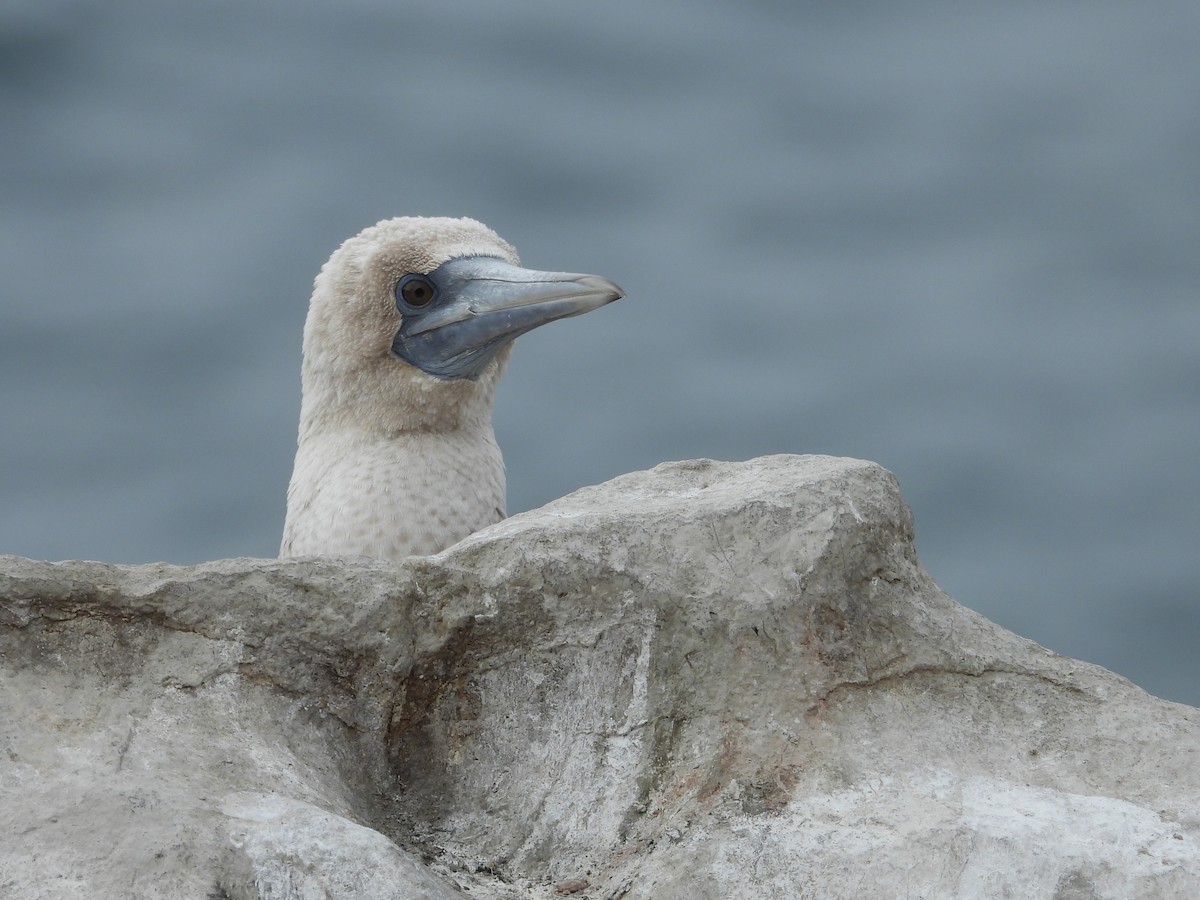 Peruvian Booby - ML586485671