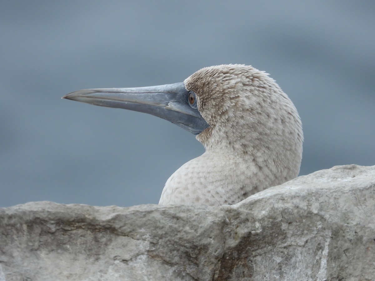 Peruvian Booby - ML586485721