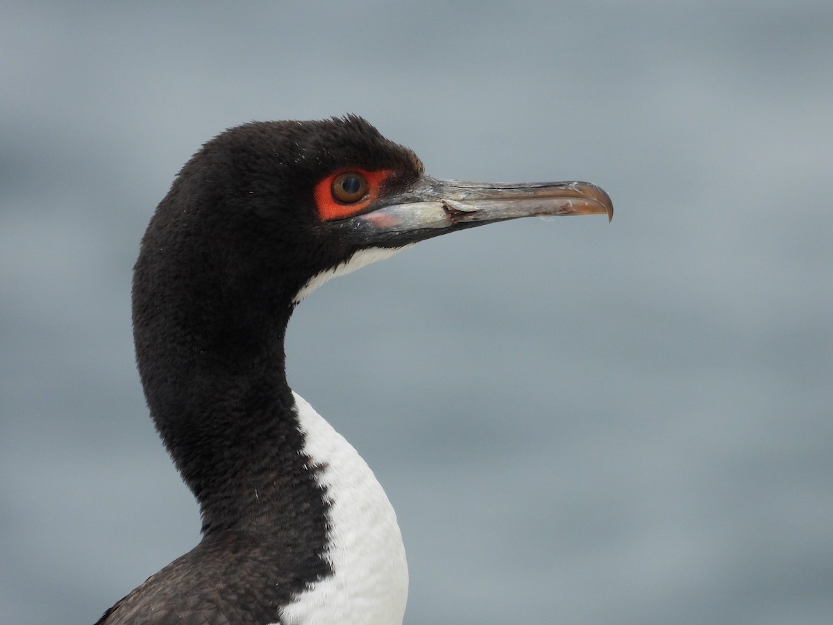 Guanay Cormorant - Saskia Hostens