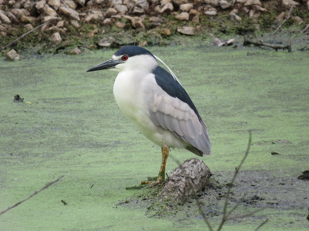 Black-crowned Night Heron - ML58648641