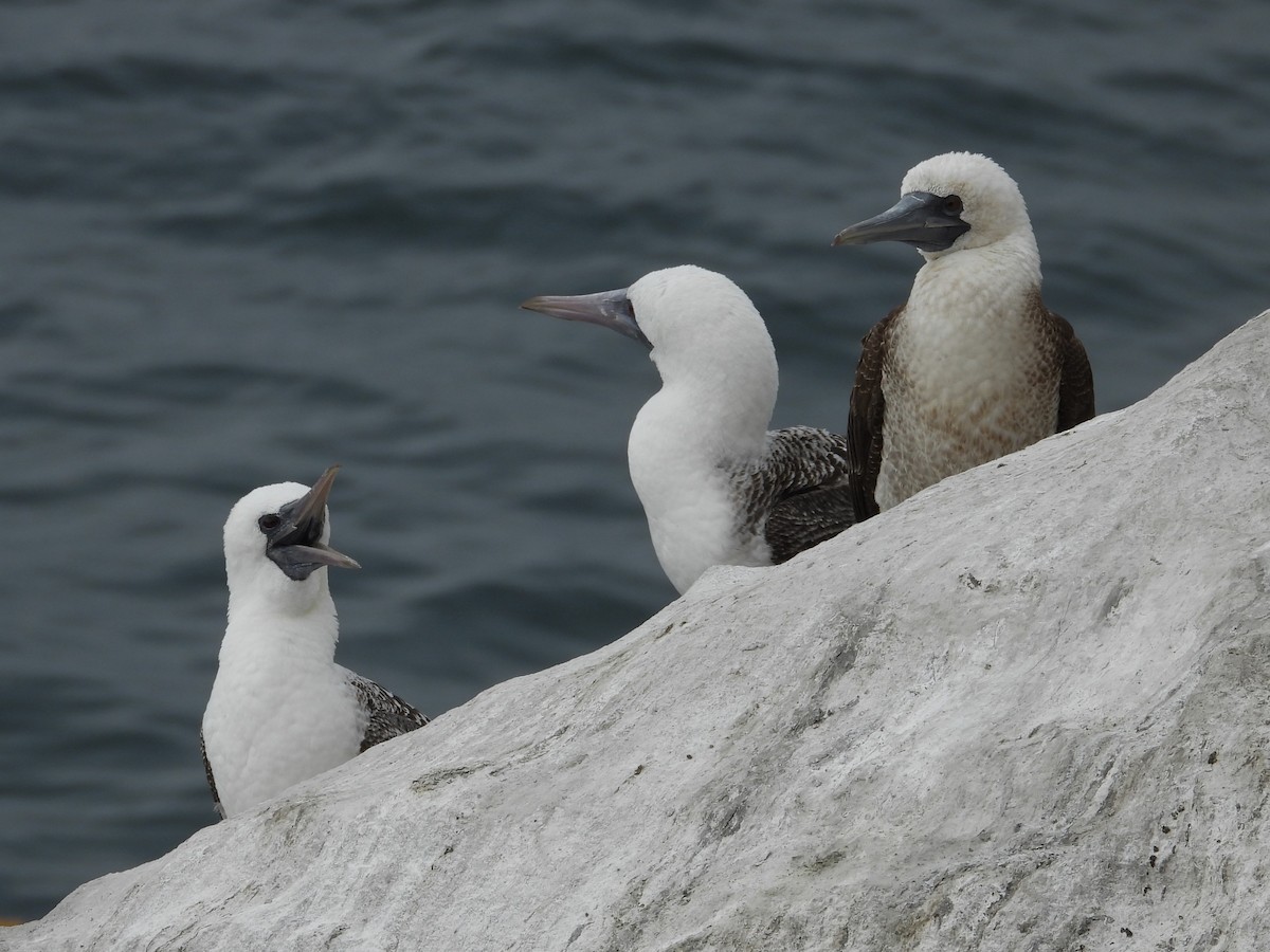 Peruvian Booby - ML586486791