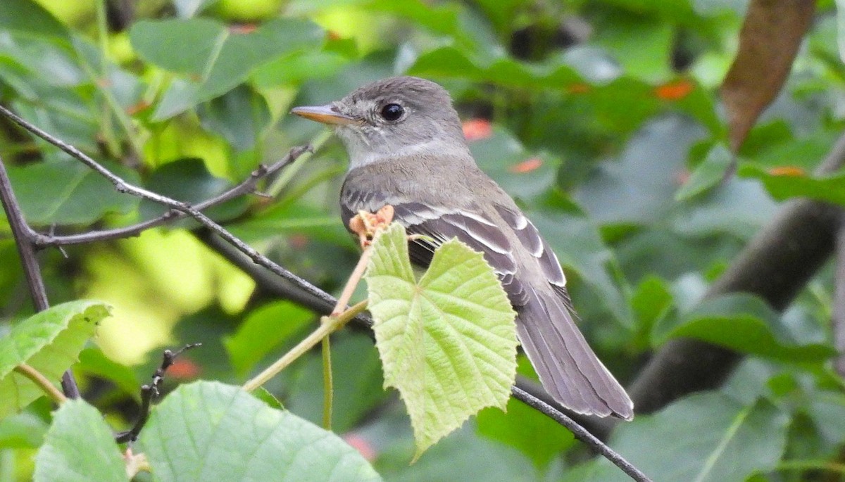 Willow Flycatcher - Dorin U