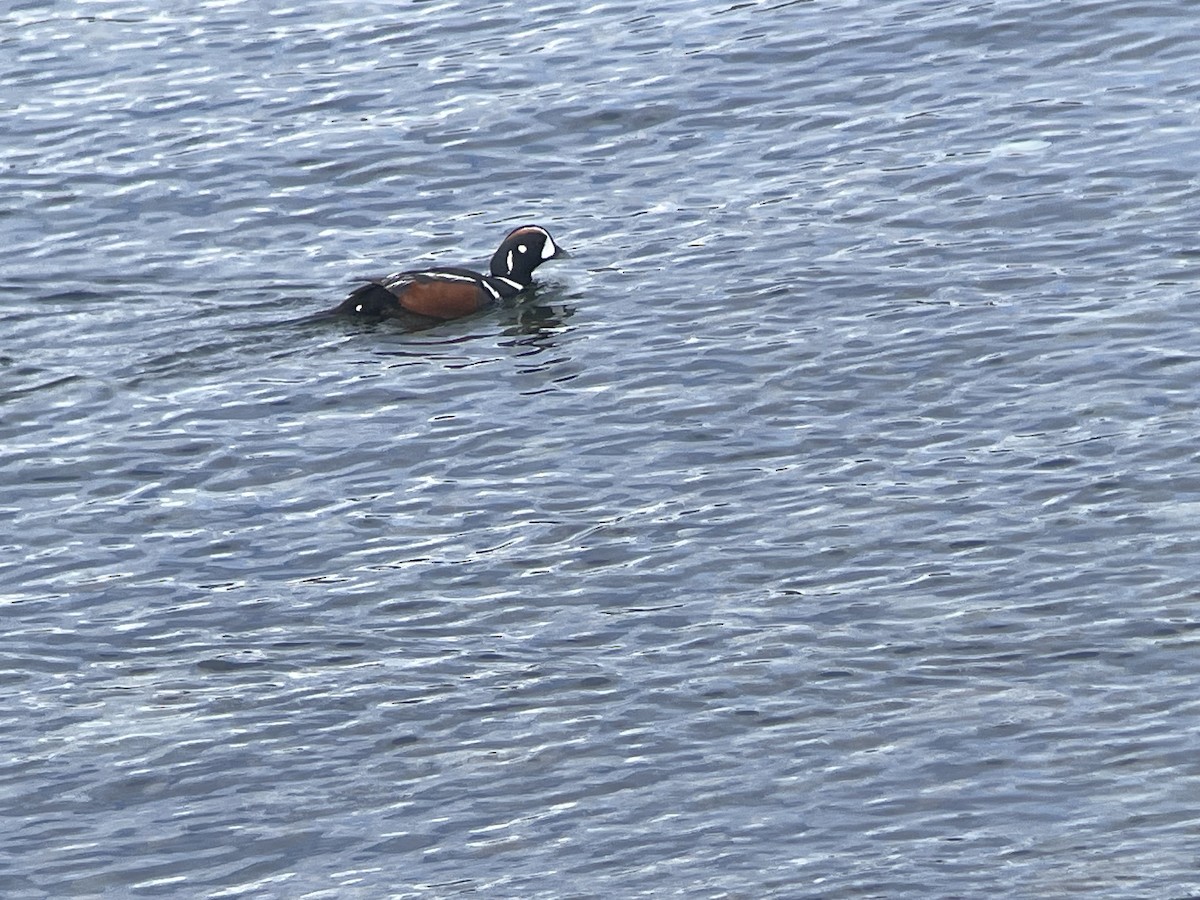 Harlequin Duck - Magill Weber